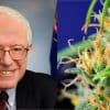Bernie Sanders Marijuana