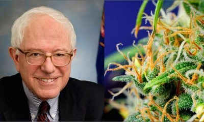 Bernie Sanders Marijuana