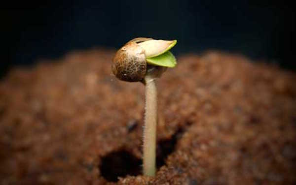 cannabis-seedling-just-emerging-shell-sm