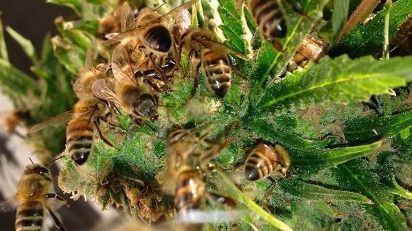 This Guy Trained His Bees To Make Honey From Weed