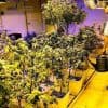 Colorado Cannabis Too Strong? New Plans Could Cap THC at 16%