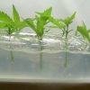 Hydroponics For Dummies: A Step-By-Step Guide To Get Anyone Started