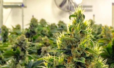 Grow Weed Indoors: A Step-by-Step Guide for Beginners
