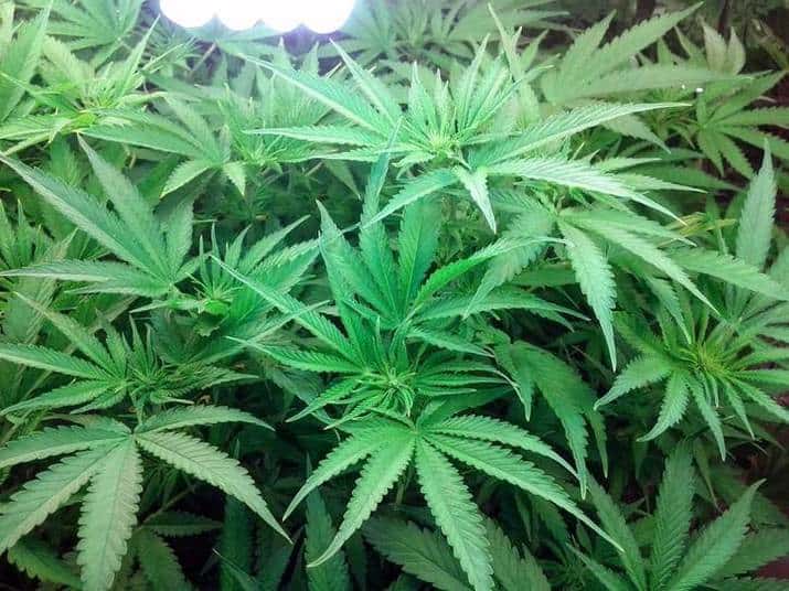 Growing Weed Indoors: A Step-by-Step Guide For Beginners
