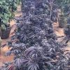 Grow Purple Weed