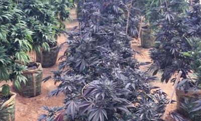 Grow Purple Weed