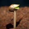 How To Plant Cannabis Seeds