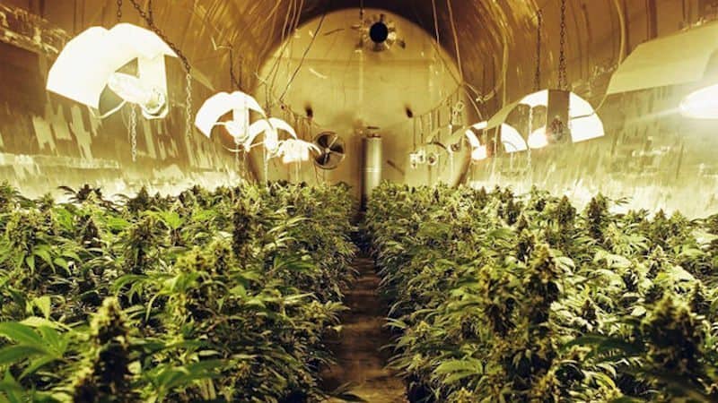 The 5 Most Insane Attempts to Illegally Grow Weed