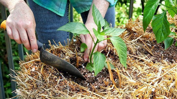Grow Weed In A Hay Bale