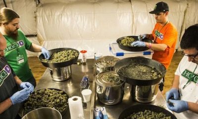 Cannabis Sales Top $37 Million on 4/20