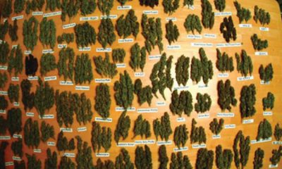 Here's What It's Like To Sample 98 Cannabis Strains In A Month