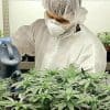 DEA Approves Study, Could Finally Prove Cannabis Can Treat PTSD