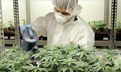 DEA Approves Study, Could Finally Prove Cannabis Can Treat PTSD