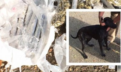 Dog Brings Home a Pound of Weed After Going For A Walk