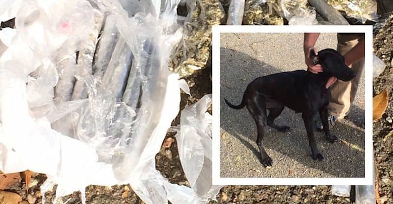 Dog Brings Home a Pound of Weed After Going For A Walk