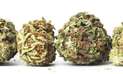 Favorite Strains Of Each State Revealed