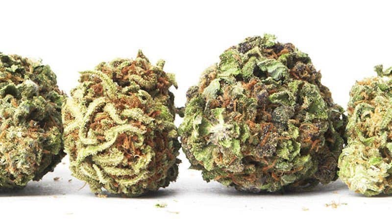 Favorite Strains Of Each State Revealed