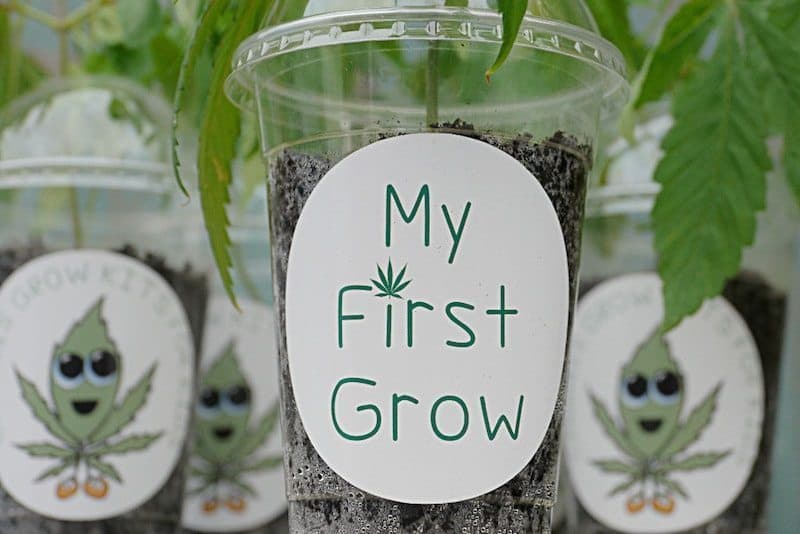 My First Grow - Cannabis Grow Kits For Kids