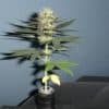 Tiny Cannabis Houseplants Are The Newest Trend