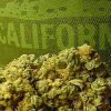 California Is About To Make It Rein In Medical Marijuana