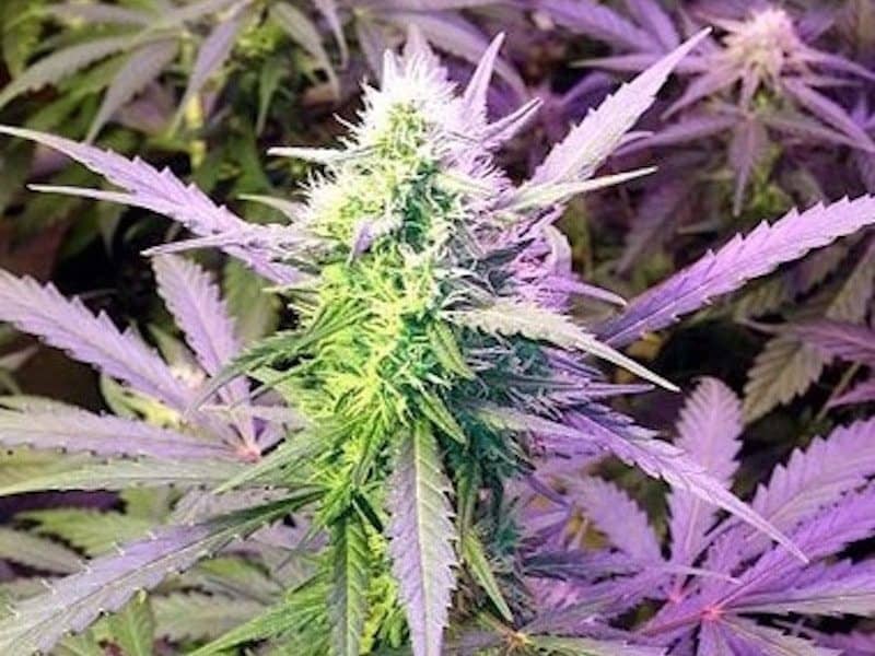 5 Reasons Why Girl Scout Cookies Auto Should Be Your First Grow