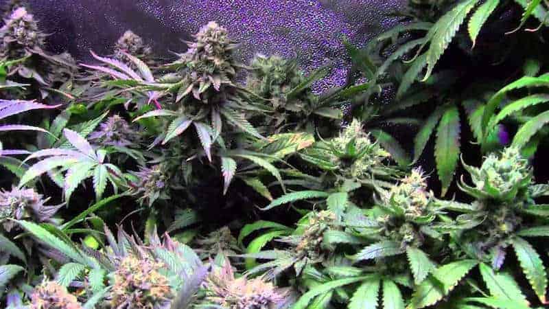 5 Reasons Why Girl Scout Cookies Auto Should Be Your First Grow