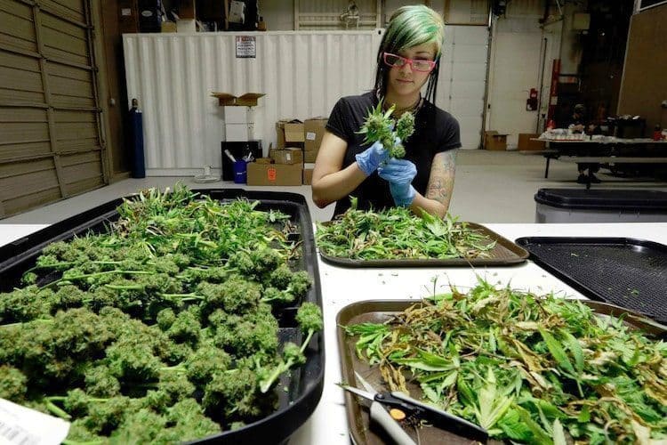 5 Cannabis Industry Jobs In 'High' Demand • Green Rush Daily
