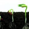 4 Techniques For Successfully Germinating Cannabis Seeds