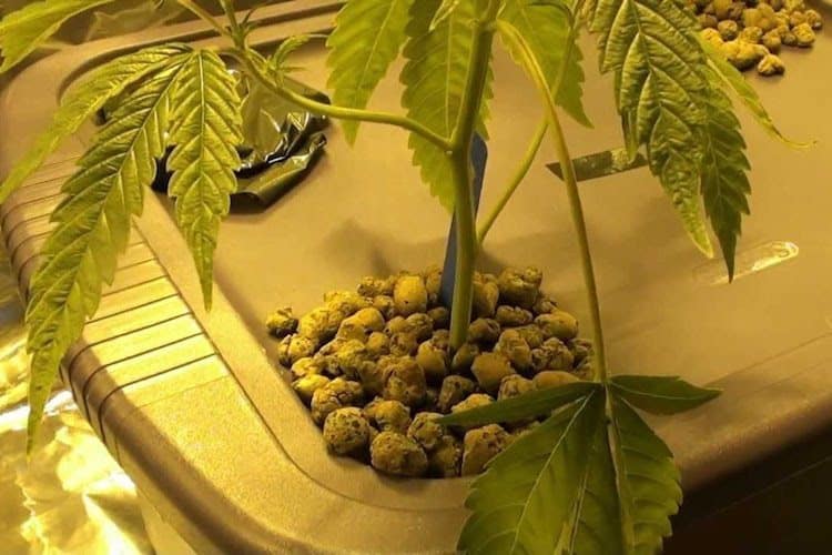 10 Advantages to Growing Weed Hydroponically