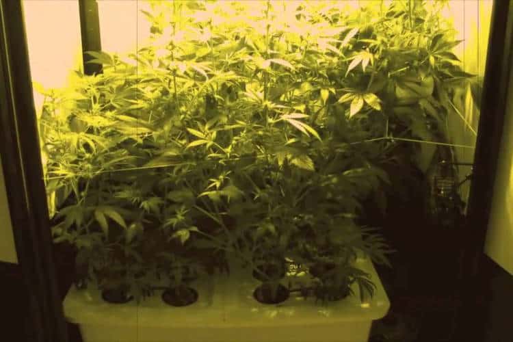 10 Advantages to Growing Weed Hydroponically