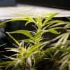 Hydroponics: 10 Advantages to Growing Weed Hydroponically
