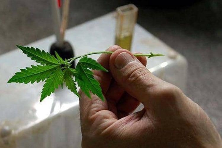 Why You Should Clone Your Cannabis Plants