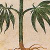 Marijuana Use Dates Back Almost 5,000 Years