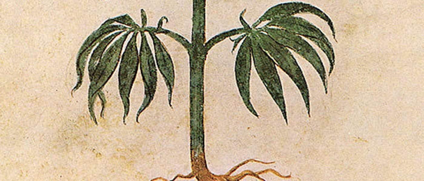 Marijuana Use Dates Back Almost 5,000 Years