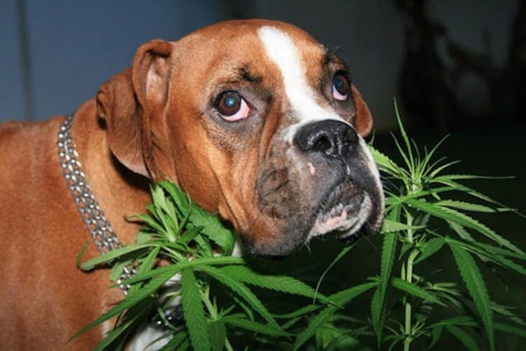How Marijuana Affects Your Pets