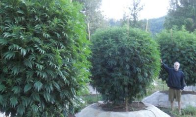Recreational Marijuana Officially On California November Ballot