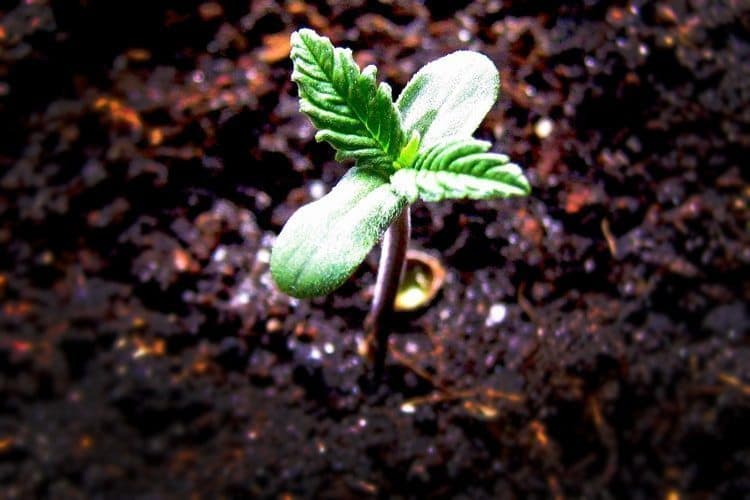 Cannabis Growing 101: Know Your Plant's Life Cycle