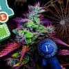 Oregon State Fair Will Feature Marijuana As It's Newest Crop