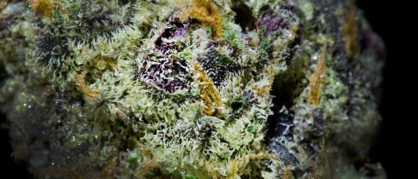 Girl Scout Cookies Strain Review And Information