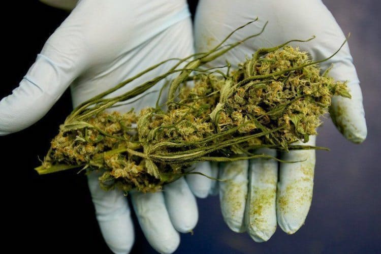 These Medical Conditions Are Treatable With Marijuana