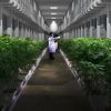 This Prison Will Soon Become A Huge Cannabis Farm