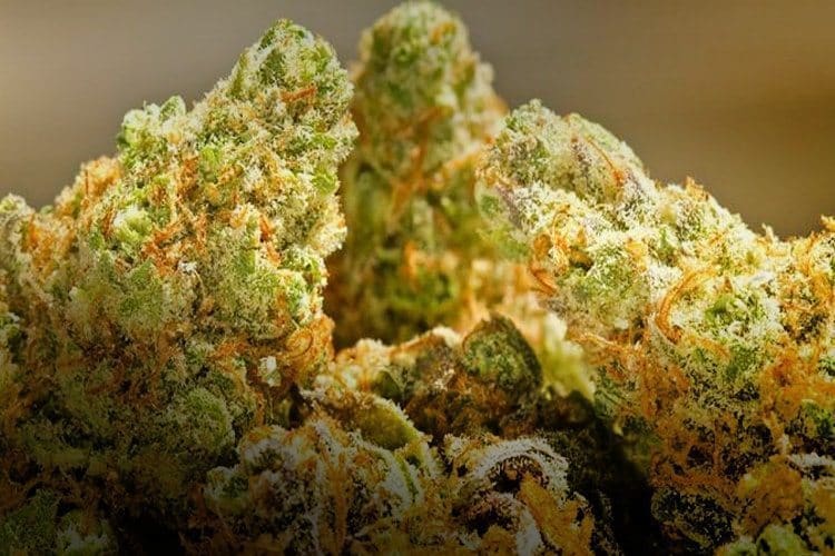 Tangie Strain Review and Information