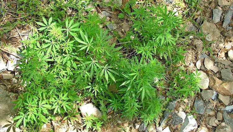 Wild Weed: Does Wild Cannabis Exist?
