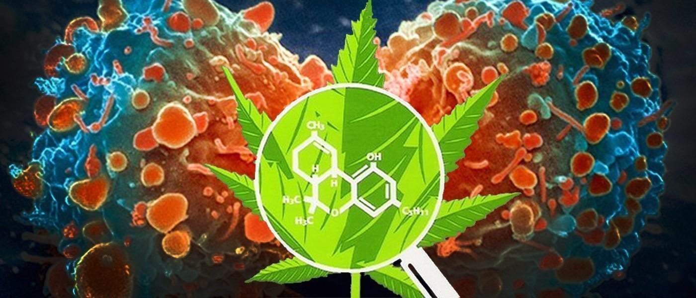 Cannabis Treatment for Cancer