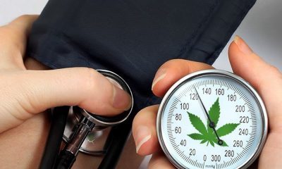 Cannabis Treatment Can Help With High Blood Pressure