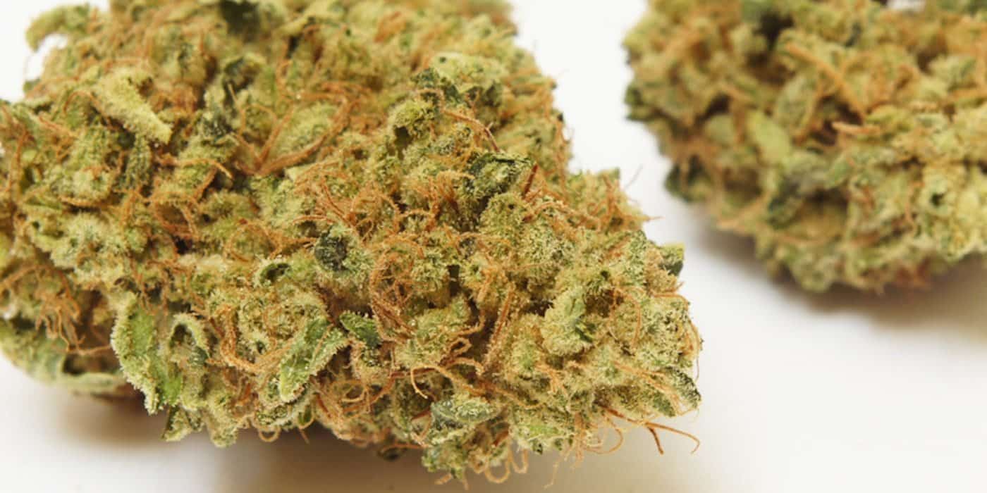 Chemdawg Strain Review And Information