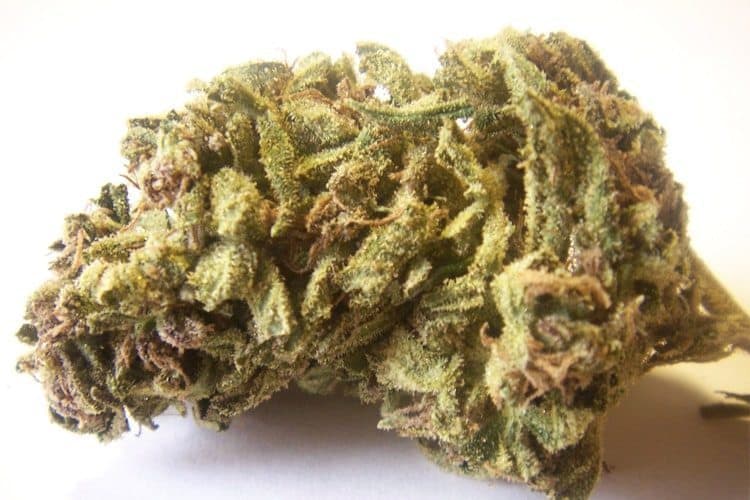 Jack Herer Strain Review And Information