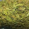 Jack Herer Strain Review And Information