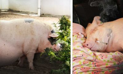 Pot-Pigs: Marijuana Fed Pigs are Bigger and Tastier - Green Rush Daily
