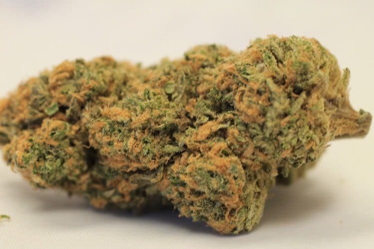 Northern Lights Strain Review And Information